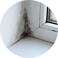 Mold Remediation